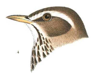 Plate 2 detail 4, Turdus iliacus