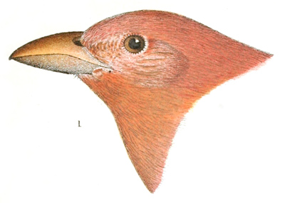 Plate 20 detail 1, Pyranga cooperi