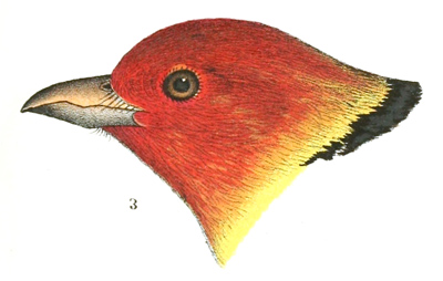 Plate 20 detail 3, Pyranga ludoviciana