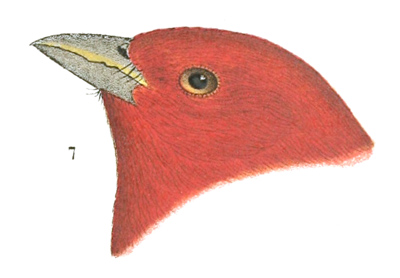 Plate 20 detail 7, Pyranga rubra