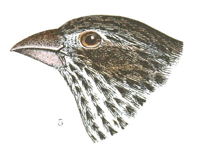 Plate 21 detail 5, Carpodacus cassini