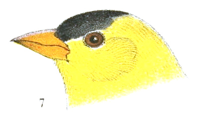 Plate 22 detail 7, Chrysomitris tristis