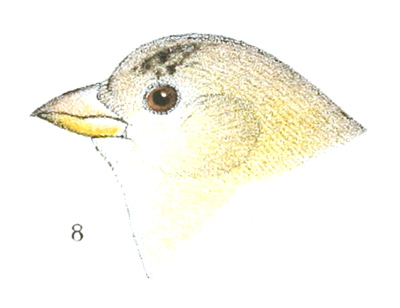 Plate 22 detail 8, Chrysomitris tristis