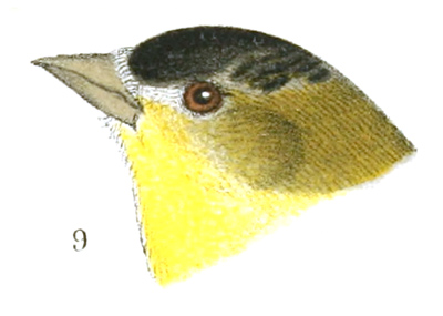 Plate 22 detail 9, Chrysomitris psaltria