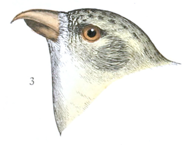 Plate 23 detail 3, Loxia leucoptera