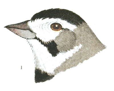 Plate 24 detail 1, Plectrophanes maccowni