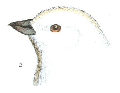 Plate 24 detail 2, Plectrophanes nivalis.