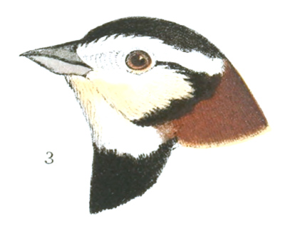 Plate 24 detail 3, Plectrophanes ornatus