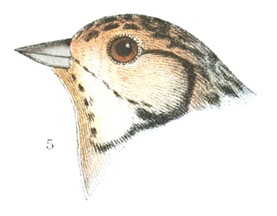 Plate 24 detail 5, Plectrophanes pictus