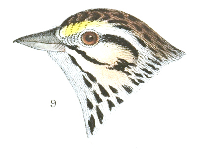 Plate 24 detail 9, Passerculus sandwichensis