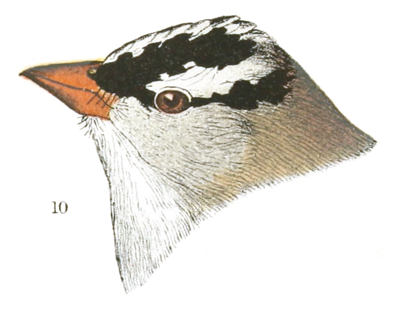 Plate 25 detail 10, Zonotrichia leucophrys