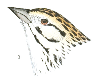 Plate 25 detail 3, Centronyx bairdii