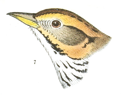 Plate 25 detail 7, Ammodromus caudacutus