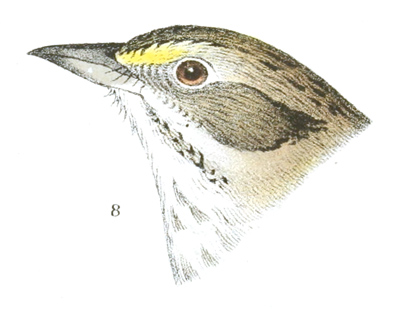 Plate 25 detail 8, Ammodromus maritimus