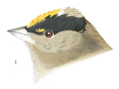 Plate 26 detail 1, Zonotrichia coronata