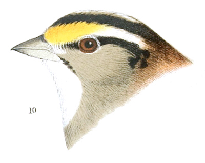 Plate 26 detail 10, Zonotrichia albicollis