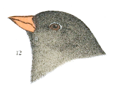 Plate 26 detail 12, Spizella atrigularis