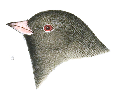 Plate 26 detail 5, Junco hyemalis