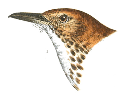 Plate 3 detail 1 Harporhynchus rufus