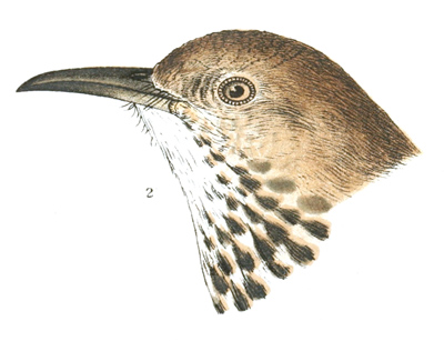 Plate 3 detail 2, Harporhynchus longirostris