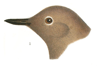 Plate 5 detail 1, Cinclus mexicanus