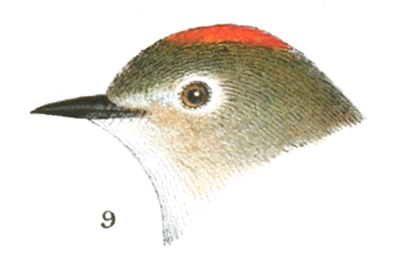 Plate 5 detail 9, Regulus calendula