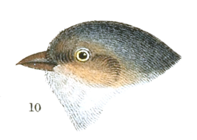 Plate 7 detail 10, Psaltriparus variation plumbeus