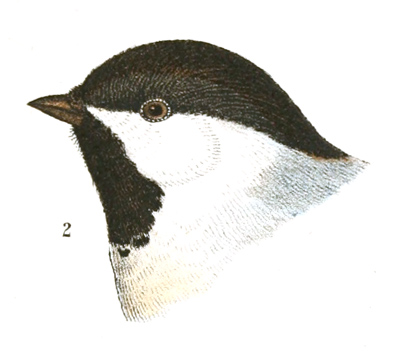 Plate 7 detail 2, Parus variation septentrionalis