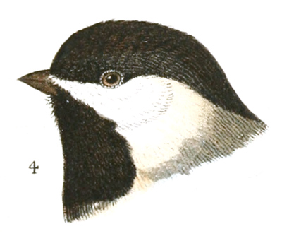 Plate 7 detail 4, Parus carolinensis