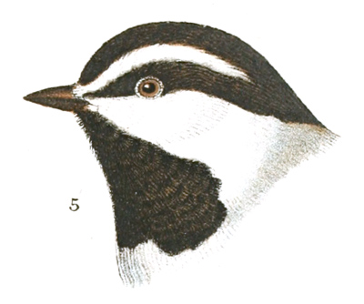 Plate 7 detail 5, Parus montanus