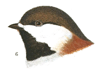 Plate 7 detail 6, Parus rufescens