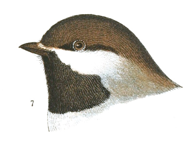 Plate 7 detail 7, Parus hudsonicus