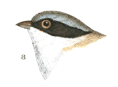 Plate 7 detail 8, Psaltriparus melanotis