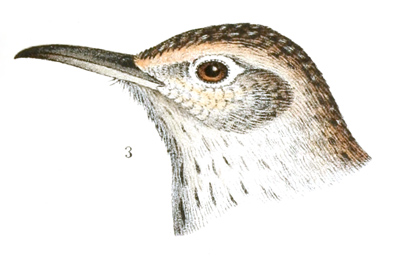 Plate 8 detail 3, Salpinctes obsoletus