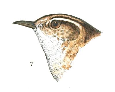 Plate 9 detail 7, Cistothorus stellaris