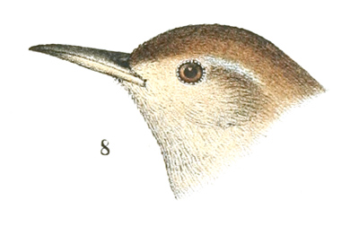 Plate 9 detail 8, Troglodytes alascensis