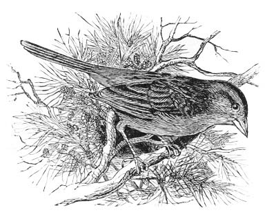 Illustration: Peucæa æstivalis