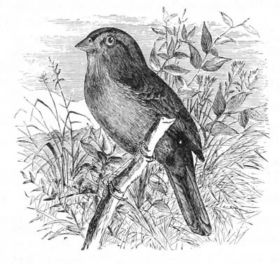 Illustration: Embernagra rufivirgata