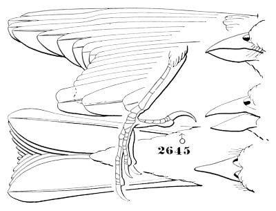 Illustration: Cyanospiza amœna.