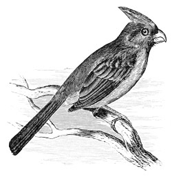 Illustration: Pyrrhuloxia sinuata