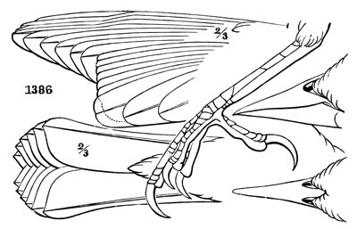 Illustration: Agelaius phœniceus