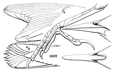 Illustration: Sturnella magna