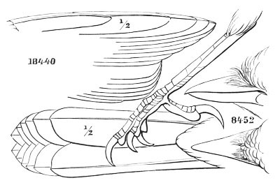 Illustration: Perisoreus canadensis