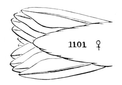 Illustration: Trochilus colubris