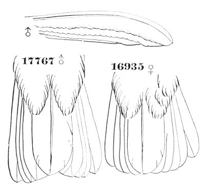 Illustration: Heliopædica xantusi