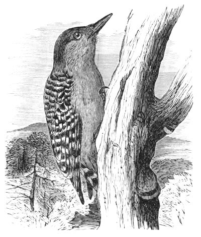 Illustration: Centurus carolinus