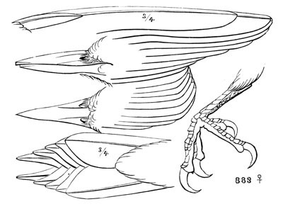 Illustration: Melanerpes erythrocephalus