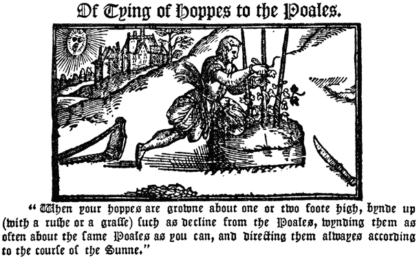   Of Tying of Hoppes to the Poales. |   “When your hoppes are growne about one or two foote high,  bynde up (with a rushe or grasse) such as decline from the  Poales, wynding them as often about the same Poales as you  can, and directing them alwayes according to the course of  the Sunne.”