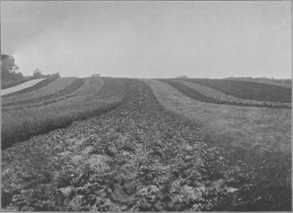 Open Fields at Epworth, Isle of Axholme