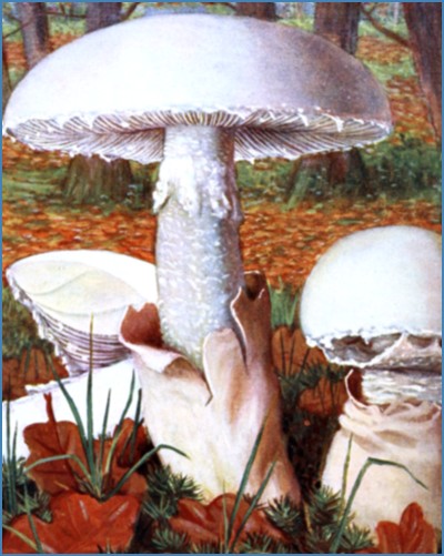 The Project Gutenberg eBook of Nouvel atlas de poche des champignons  comestibles et vénéneux (Série II), by Paul Dumée